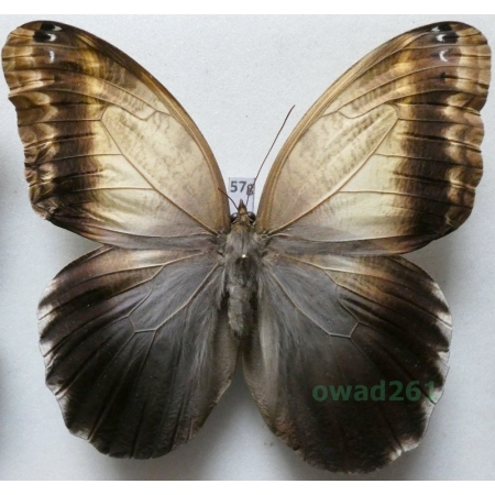 Caligo telamonius memnon (C. Felder & R. Felder, 1867) female ex. ovo Columbia 110mm57g